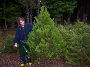 Lodgepole Pine - 6ft